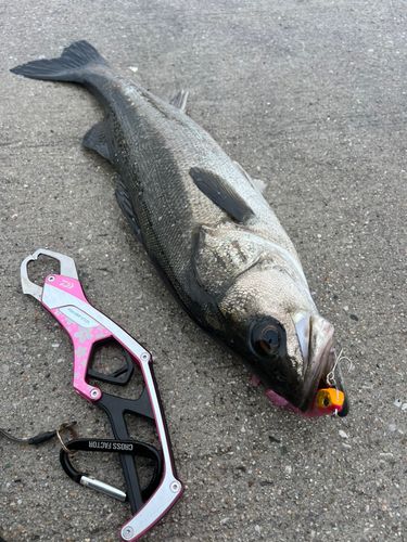 スズキの釣果