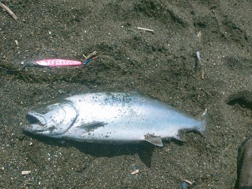 サクラマスの釣果