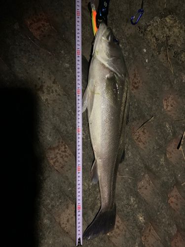 シーバスの釣果