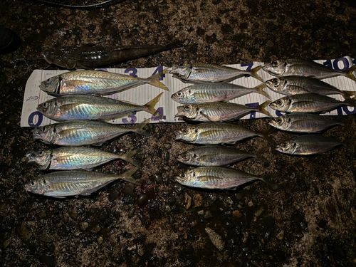 アジの釣果