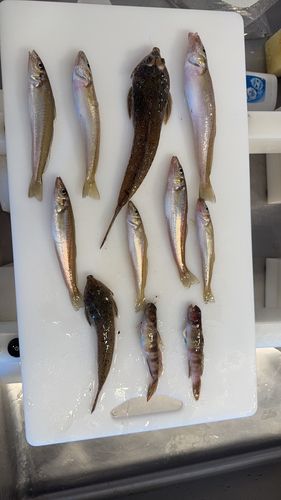 シロギスの釣果