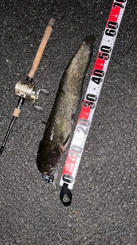 ナマズの釣果
