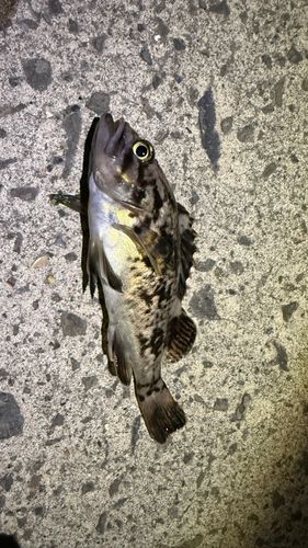 ソイの釣果