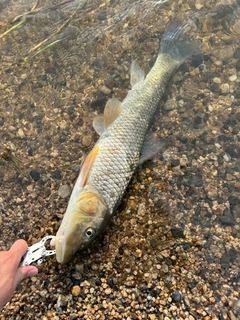 ニゴイの釣果