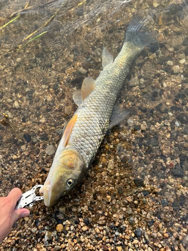 ニゴイの釣果