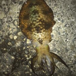 アオリイカ