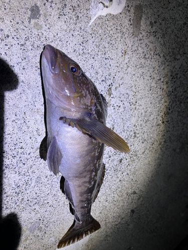 アイナメの釣果