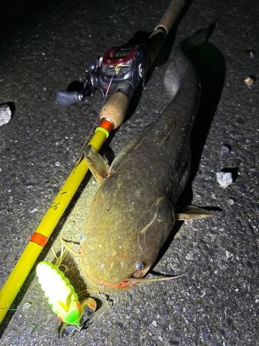 ナマズの釣果