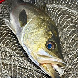 フッコ（マルスズキ）