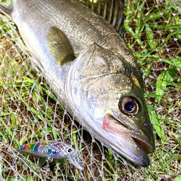 フッコ（マルスズキ）