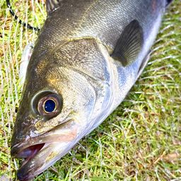 フッコ（マルスズキ）