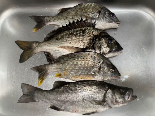 セイゴ（マルスズキ）の釣果
