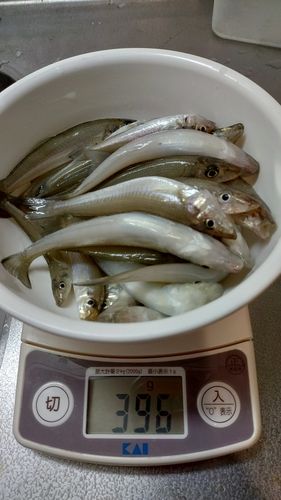 キスの釣果