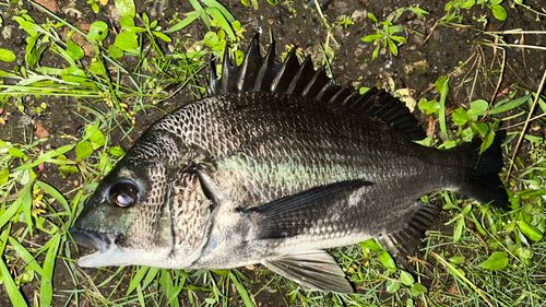 クロダイの釣果