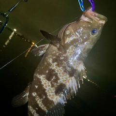 アコウの釣果