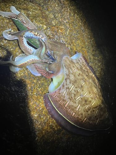 モンゴウイカの釣果