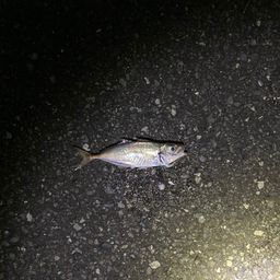 アジ