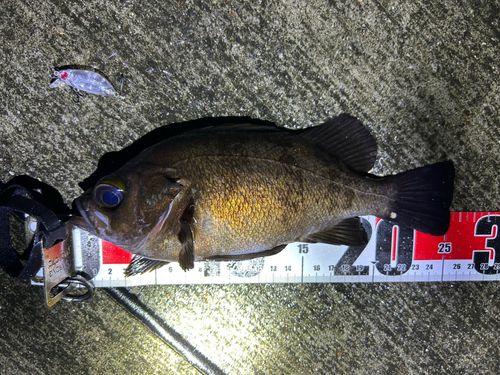 アカメバルの釣果