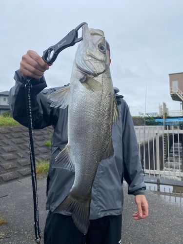 ヒラスズキの釣果