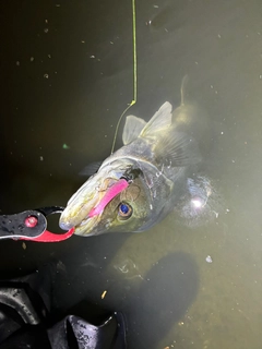 スズキの釣果