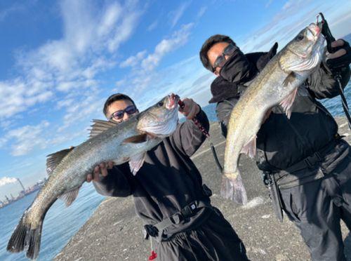 ヒラスズキの釣果