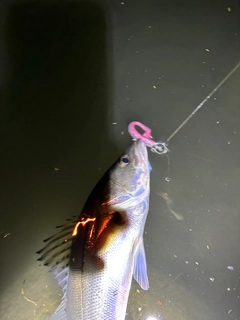 スズキの釣果