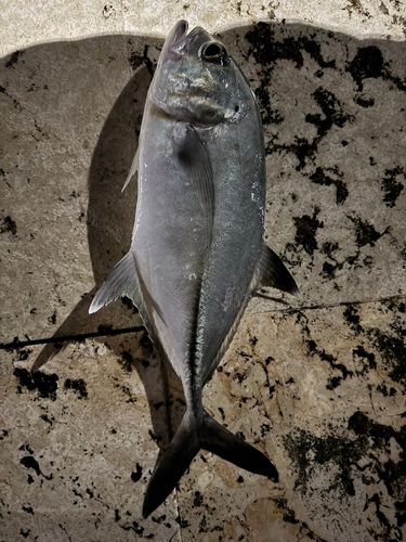 ギンガメアジの釣果