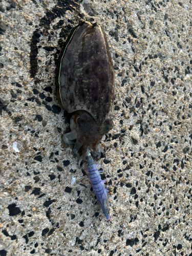 コウイカの釣果