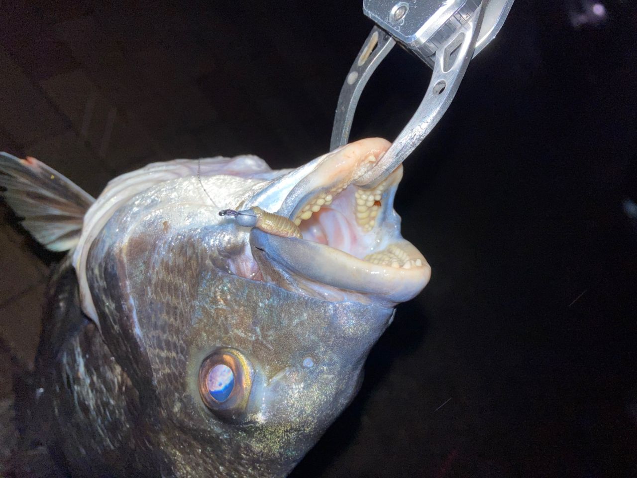 クロダイ