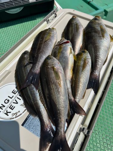 イサキの釣果
