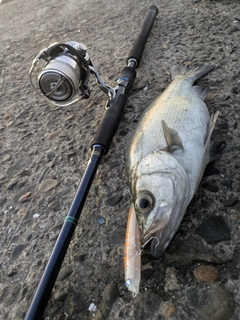 ヒラスズキの釣果