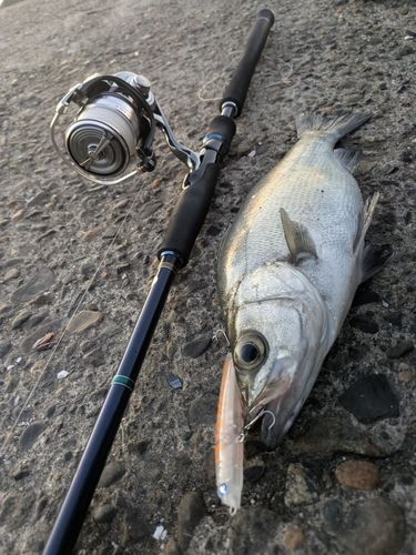 ヒラスズキの釣果
