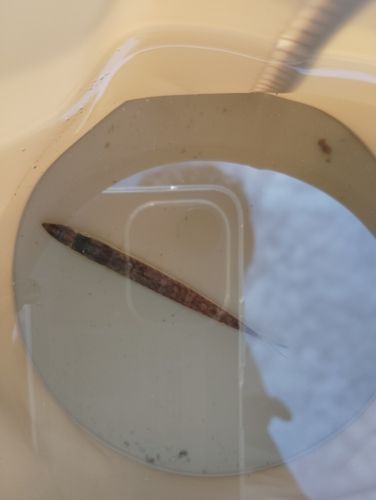 カマスの釣果