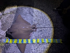 ナルトビエイの釣果