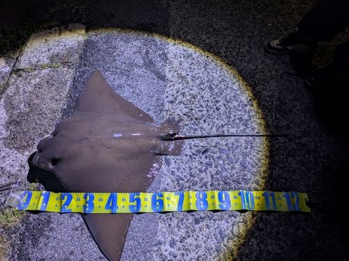 ナルトビエイ