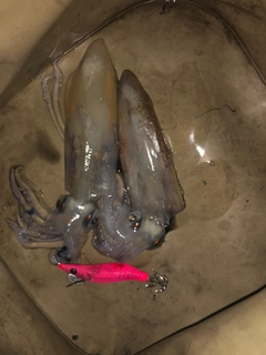 マメイカの釣果