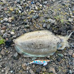 モンゴウイカ
