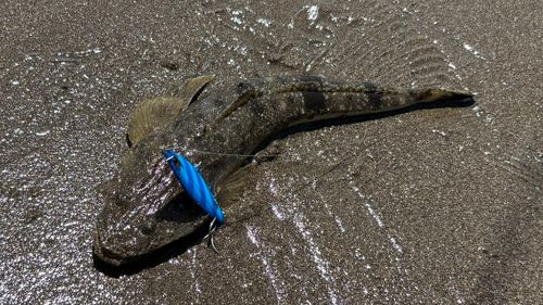 マゴチの釣果
