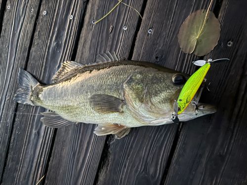 ラージマウスバスの釣果