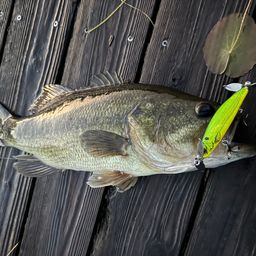 ラージマウスバス