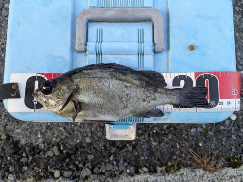 シロメバルの釣果