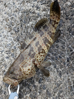 チャイロマルハタの釣果