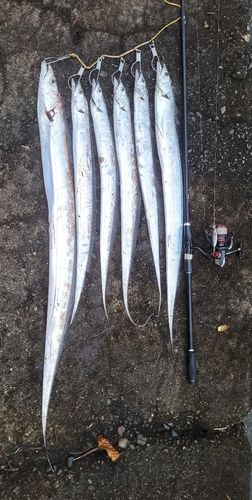 タチウオの釣果