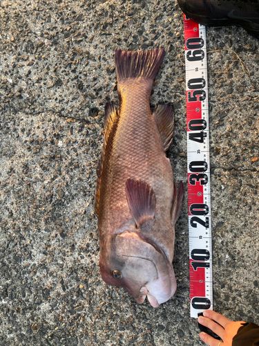 コブダイの釣果