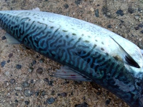 サバの釣果