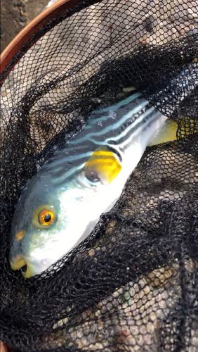 シマフグの釣果