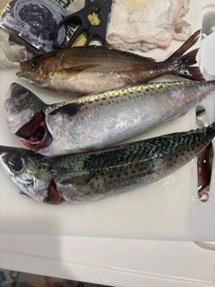 ゴマサバの釣果
