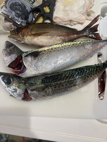 ゴマサバの釣果