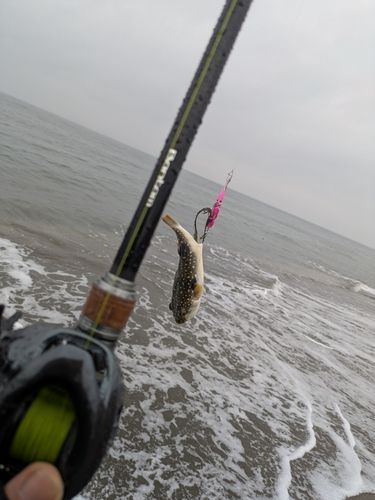 クサフグの釣果