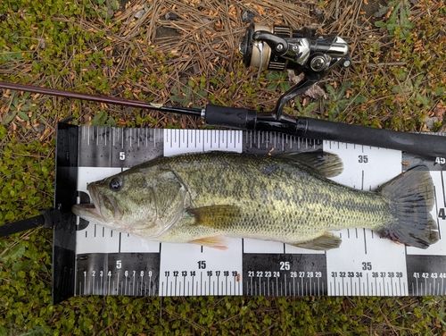 ラージマウスバスの釣果